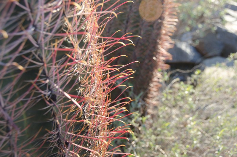 Scottsdale120513-9544.jpg - Bajada Nature Trail, Barrel Cactus, left edge