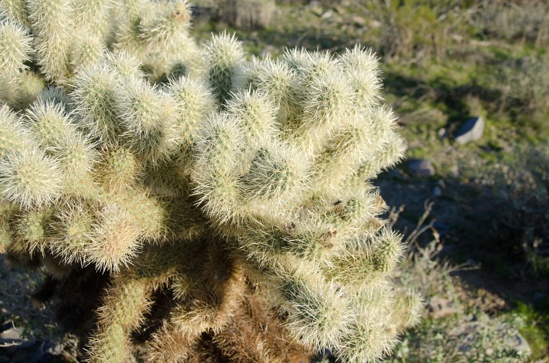 Scottsdale120513-9545.jpg - Bajada Nature Trail, Teddy-bear Cholla Cactus.