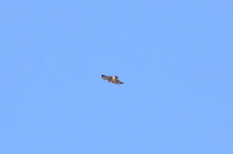 Scottsdale120513-9626.jpg - Hawk. View of Camelback Mountain and area viewed from room 7157, The Phoenician Resort, Scottsdale