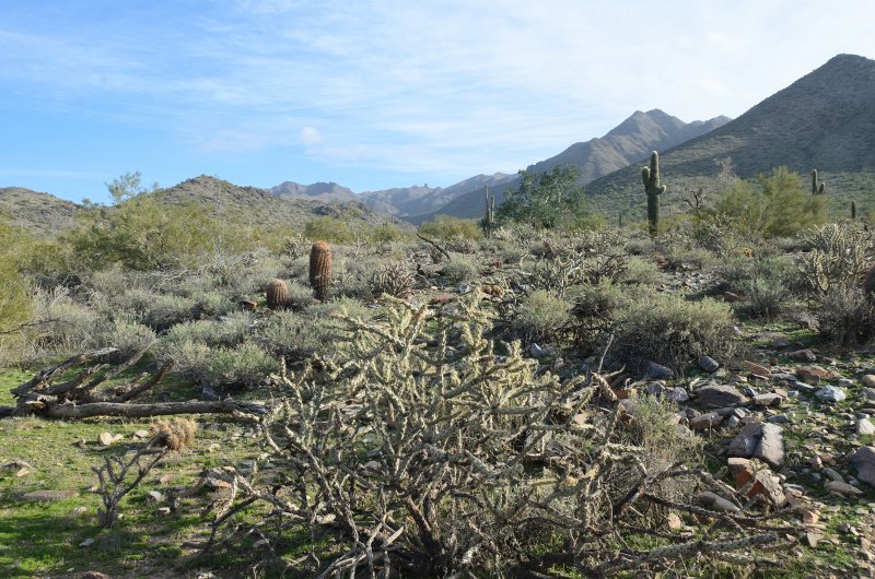 Scottsdale120513-9655.jpg - Buckhorn Cholla Cactus. Seen along the hiking trail from Gateway Trailhead to the Saguaro Loop, Saguaro and Barrel Cactus in the background
