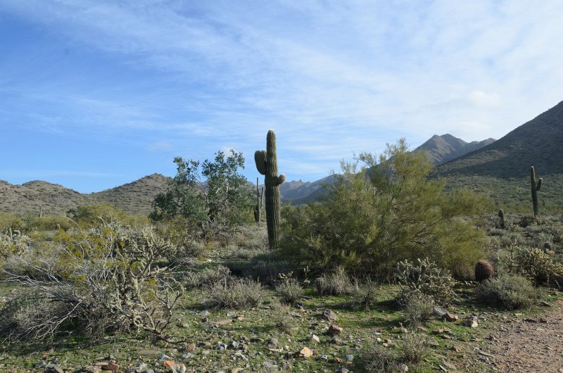 Scottsdale120513-9658.jpg - Saguaro Cactus. Hike from Gateway Trailhead to the Saguaro Loop