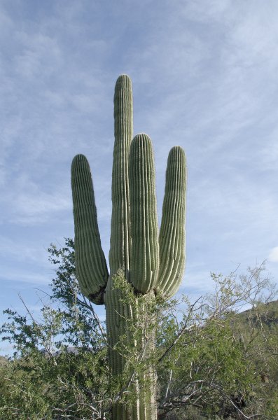 Scottsdale120513-9670.jpg - Saguaro Cactus. Saguaro Loop Trail
