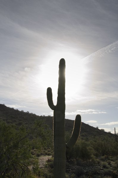 Scottsdale120513-9672.jpg - Saguaro Cactus. Saguaro Loop Trail