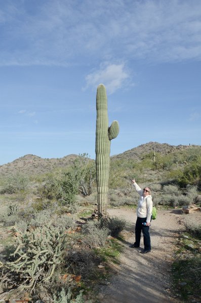 Scottsdale120513-9677.jpg - Cathie. Saguaro Cactus. Seen while hiking the Saguaro Loop Trail