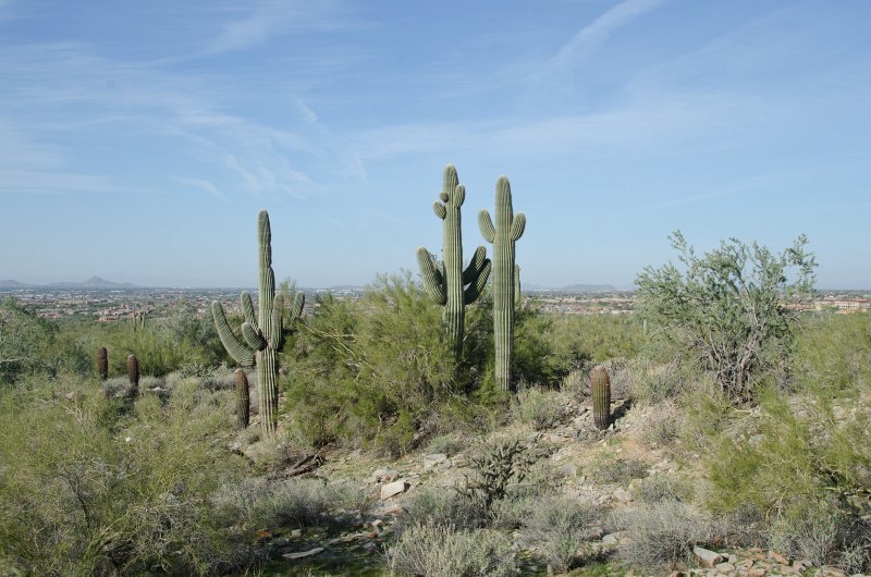 Scottsdale120513-9681.jpg - Saguaro Cactus. Hiking Saguaro Loop Trail