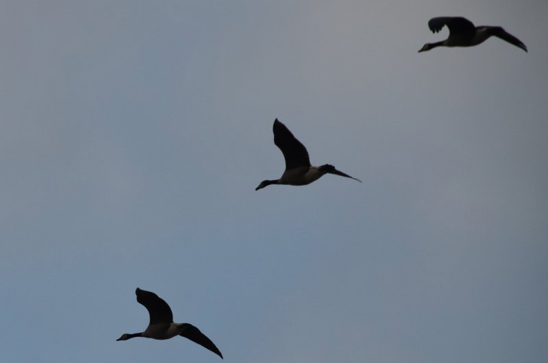 ThanksgivingNov2013-9238.jpg - Geese flying over the back yard, Thanksgiving 2013