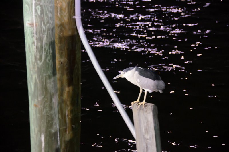StPetersburg012113-5259.jpg - Black-crowned Night Heron, on the Pier