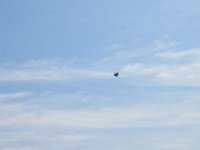 Turkey Vulture  Bike Danada Forest Preserve and Herrick Lake : 2014, Biking, Danada Forest Preserve, DuPage Forest Preserve, Herrick Lake, Wheaton