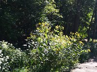 Wild Flowers  Yellow wild flowers along the bike trail. Fox River Bike Trail, Batavia to North Aurora : 2014, Batavia, Biking, Fox River, Fox River Bike Trail, North Aurora