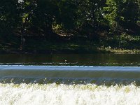 Cormorant  Cormorant fishing at the top of the North Aurora Dam. Fox River Bike Trail, Batavia to North Aurora : 2014, Batavia, Biking, Fox River, Fox River Bike Trail, North Aurora
