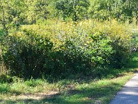 Wildflowers  Wildflowers, heading North. Fox River Bike Trail, Batavia to North Aurora : 2014, Batavia, Biking, Fox River, Fox River Bike Trail, North Aurora