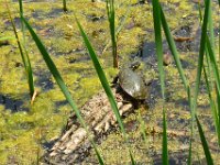 Turtle  One of the many turtles at the Lincoln Marsh. Bike Prairie Path (Aurora Branch) from Winfield, through Wheaton to the Lincoln Marsh (on the Elgin Branch) : 2014, Biking, Elgin Branch, Illinois Prairie Path, Prairie Path, Wheaton