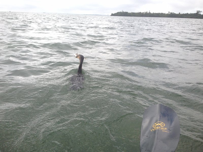 Captiva041214-628.jpg - Kayaking around Buck Key.