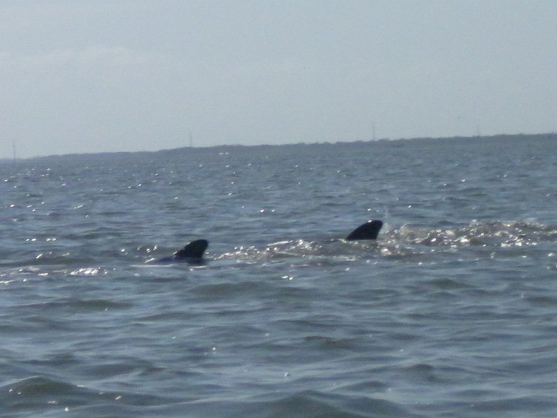 Captiva041214-0028.jpg - Dolphin. . Kayak Pine Island Sound, Buck Key Loop
