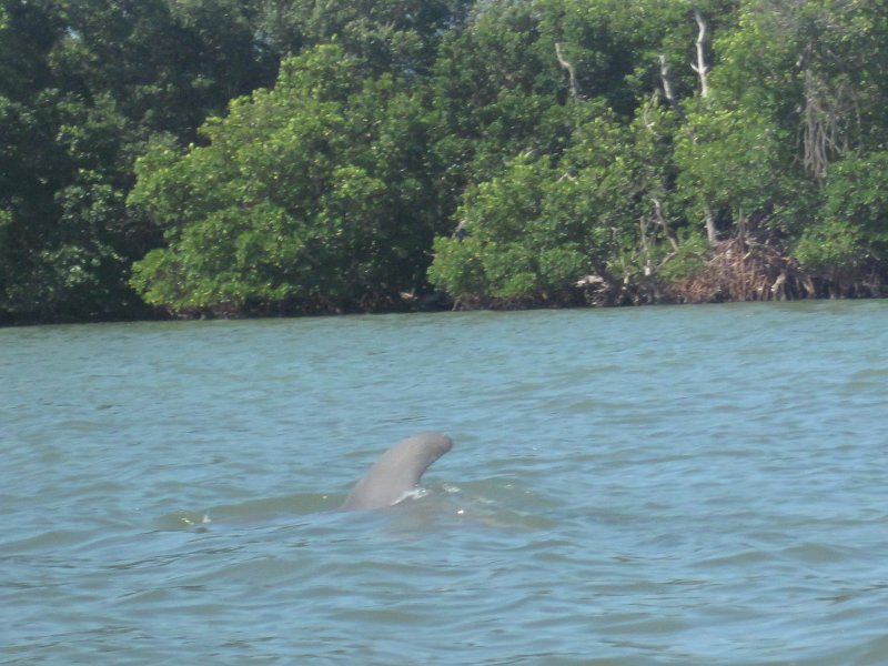 Captiva041214-0031.jpg - Dolphin. Kayak Pine Island Sound, Buck Key Loop
