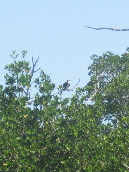 Captiva041214-0055.jpg - Osprey. Kayak Pine Island Sound, Buck Key Loop