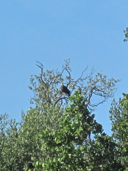 Captiva041214-0087.jpg - Bald Eagle. Kayak Pine Island Sound, Buck Key Loop with Liz and Mike