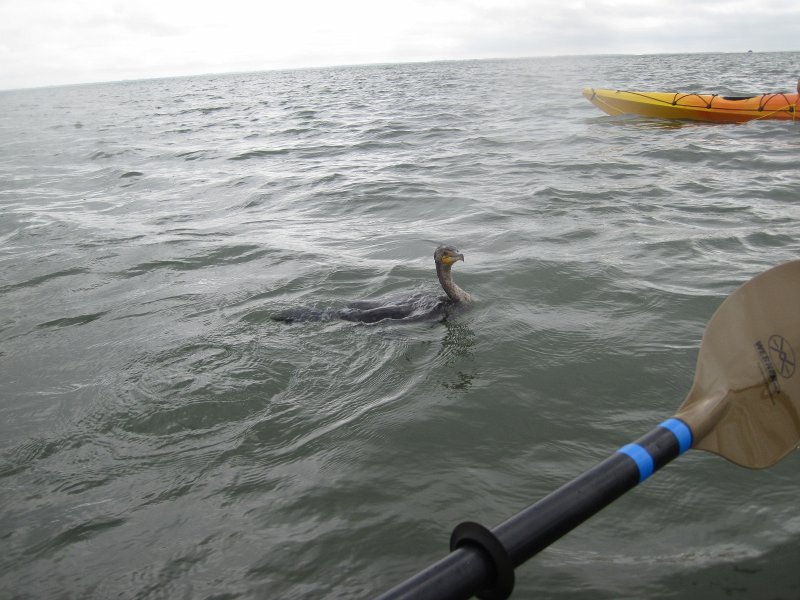 Captiva041214-0141.jpg - Cormorant. Kayak Pine Island Sound, Buck Key Loop with Liz