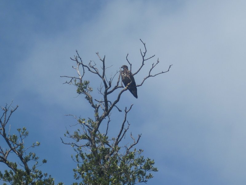 Captiva041214-0195.jpg - Juvenile Bald Eagle. Kayak Pine Island Sound, Buck Key Loop with Liz