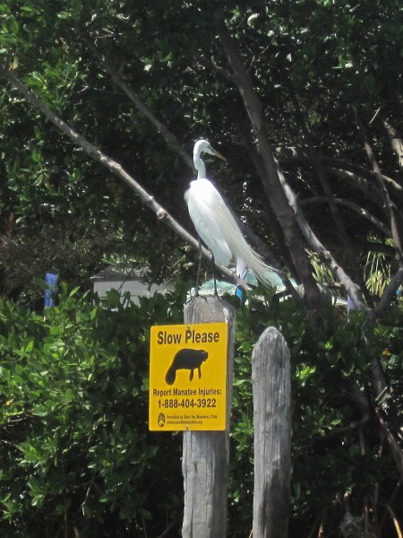 Captiva041214-0219.jpg - Great Egret. Kayak Pine Island Sound, Buck Key Loop with Liz