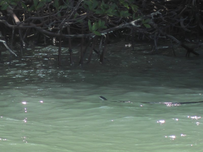 Captiva041214-0237.jpg - Water Snake. Kayak Pine Island Sound, Buck Key Loop with Liz. Roosevelt Channel, South, around Buck Key, through the Mangrove Trails, then back.  Lots of windy, choppy weather.