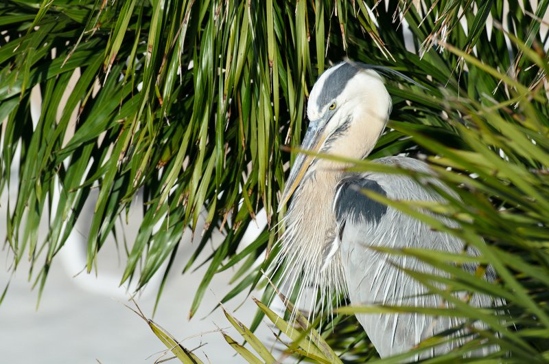 Captiva041214-1013.jpg - Great Blue Heron. View from Lands End room 1662