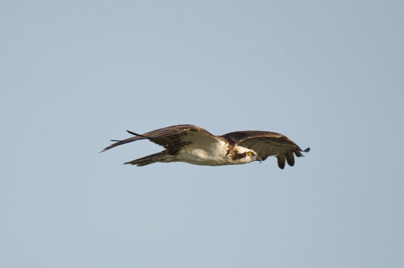 Captiva041214-1113.jpg - Osprey.  View from Lands End room 1662