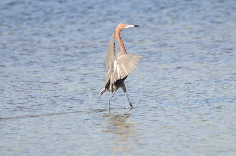 Captiva041214-1153.jpg - Reddish Egret. Drive Ding Darling