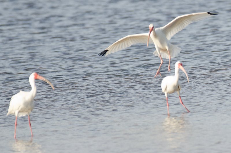 Captiva041214-1171.jpg - Ibis. Drive Ding Darling