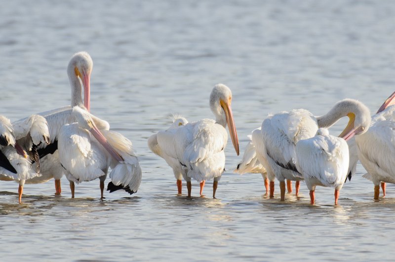 Captiva041214-1175.jpg - White Pelicans. Drive Ding Darling