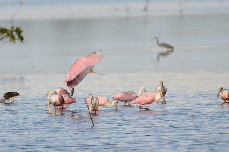 Captiva041214-1216.jpg - Roseate Spoonbills. Drive Ding Darling
