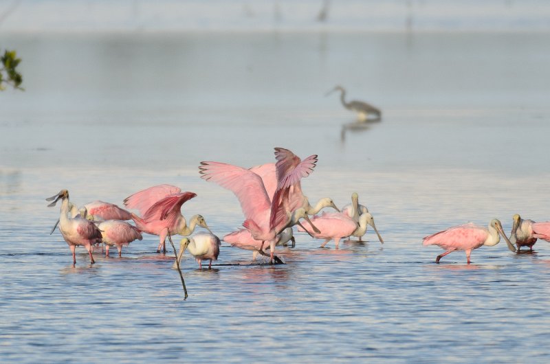 Captiva041214-1218.jpg - Roseate Spoonbills. Drive Ding Darling