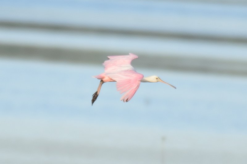 Captiva041214-1222.jpg - Roseate Spoonbills. Drive Ding Darling