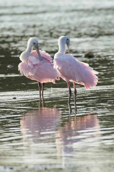 Captiva041214-1282.jpg - Roseate Spoonbills. Drive Ding Darling