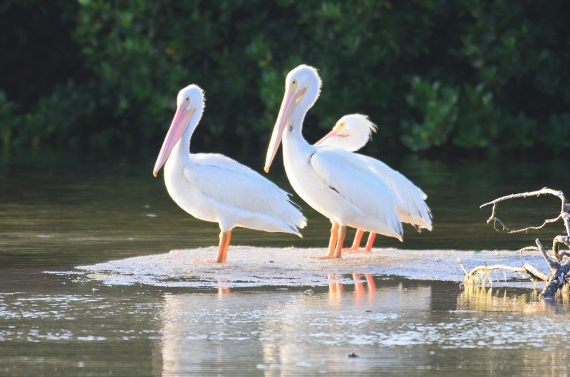 Captiva041214-1288.jpg - White Pelicans. Drive Ding Darling