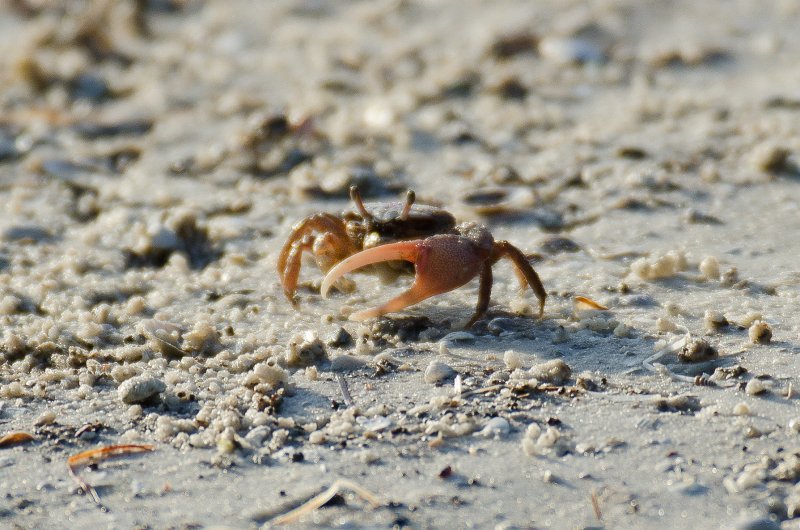 Captiva041214-1294.jpg - Crab. Drive Ding Darling
