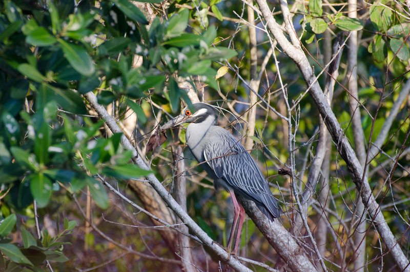 Captiva041214-1314.jpg - Yellow-crowned Night Heron. Drive Ding Darling
