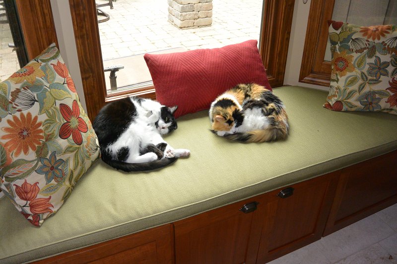 FathersDay061514-0759.jpg - Kitties