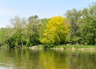 Colorful Tree  Bright green tree on the river bank. Kayaking the Fox River from Yorkville to Millington : 2014, Fox River, Kayaking, Millington, Yorkville
