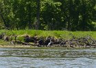 Great Egret  Great Egret. Kayaking the Fox River from Yorkville to Millington : 2014, Fox River, Kayaking, Millington, Yorkville
