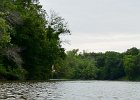 Duck Flying  Duck flying in front of us. Kayaking from Yorkville to Millington : 2014, Fox River, Kayaking, Yorkville to Millington
