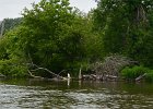 Great Egret  Great Egret. Kayaking from Yorkville to Millington : 2014, Fox River, Great Egret, Kayaking, Yorkville to Millington