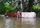 Cows  What are cows doing in the river? Kayaking from Yorkville to Millington : 2014, Fox River, Kayaking, Yorkville to Millington