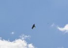 Turkey Vulture?  Kayaking Fox River from Sheridan to Wedron : 2014, Fox River, Kayaking, Sheridan, Wedron