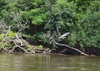 Great Blue Heron  Great Blue Heron. Kayak Fox River from Yorkville to Millington : 2014, Fox River, Kayaking, Millington, Yorkville