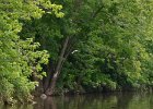 Kingfisher  Kingfisher flying away. Kayak Fox River from Yorkville to Millington : 2014, Fox River, Kayaking, Millington, Yorkville