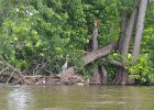 Great Blue Heron  Great Blue Heron. Kayak Fox River from Yorkville to Millington : 2014, Fox River, Kayaking, Millington, Yorkville