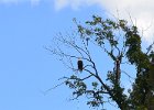 Bald Eagle  Bald Eagle spotted near Silver Springs State Park. Kayaking Fox River:  Yorkville to Millington : 2014, Bald Eagle, Fox River, Kayaking, Millington, Yorkville, Yorkville to Millington, paddling