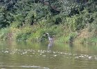Great Blue Heron  Great Blue Heron. Kayaking Fox River:  Yorkville to Millington : 2014, Fox River, Great Blue Heron, Kayaking, Millington, Yorkville, Yorkville to Millington, paddling