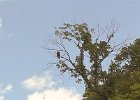 Bald Eagle  Bald Eagle spotted near Silver Springs State Park. Kayaking Fox River:  Yorkville to Millington : 2014, Bald Eagle, Fox River, Kayaking, Millington, Yorkville, Yorkville to Millington, paddling